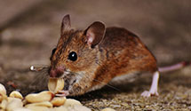 24 Hour & Emergency Exterminators in West Plattsburgh, NY